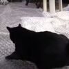 プチプチの上の歩く猫達の反応が面白いｗｗ（動画）