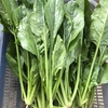 ほうれん草の収穫　立性と発芽率