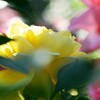 小津安二郎展と薔薇の花