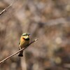 ヒメハチクイ(Little Bee-eater)