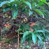 身の丈を知り万両の紅淡し（あ）