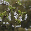 桜　色々　2026.3.18