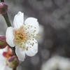 縮景園の梅開花状況