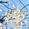 桜の季節を楽しみながらの外出。半分のマカロニチーズ。