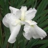 花菖蒲
