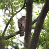 キビタキのオスで秋の渡りを実感(大阪城野鳥探鳥 2016/09/03 5:10-11:15)