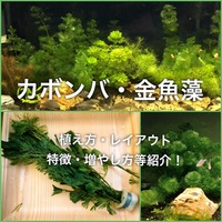 マツモの育て方 特徴や増やし方 植え方やトリミングの仕方も紹介 たなごgo マツモの育て方 特徴や増やし方 植え方やトリミングの仕方も紹介 たなごgo