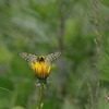 ウスバシロチョウ