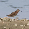 兵庫県東播磨：稲美町）加古大池。エリマキシギ、ソリハシシギ、トウネン（幼鳥）、イカルチドリ、コサギ（魚）、アオサギ、チュウサギ。