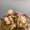 セファロタス成長記録=2026/7月26日 #食虫植物 #セファロタス #icos #著作権無料 #BGM