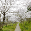 桜木町 さくらの森公園の桜見頃です☆