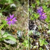 北海道（大雪の花）