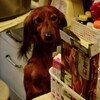 イーちゃんのヒート中の過ごし方