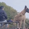 男の背中と犬・・・バラ(ボレロ)の移動に白いクレマチス