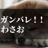 わさおがんばれプロジェクト！【もうそんな年齢なのね】