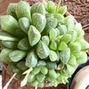癒しの春の生きものたち　多肉植物と柴犬チロリの日常