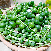 グリーンネックレスとは 動植物の人気 最新記事を集めました はてな
