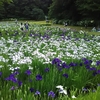 佐倉城址公園の菖蒲