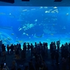 沖縄の旅⑤〜　　美ら海水族館は豪雨🌩️。。。予定は変更になりました