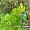 4月下旬　お庭の様子