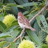 ご近所さんぽ　近所の野鳥たち