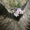 お桜見しよう♪