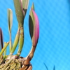 Brassocattleya Hoku Gem`H&R Rainbow' 斑入 (variegated orchid)