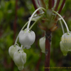 ドウダンツツジ　灯台躑躅　Enkianthus perulatus　新宿御苑