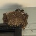 子ツバメが育っています