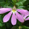 秋の陽とお散歩の花