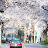 北千住の桜の名所・大踏切前の桜並木を散歩して写真を撮ってみました