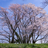 エドヒガンの群生地：呉羽山公園