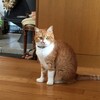 数分固まったままの猫