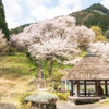 佛隆寺１０００年桜