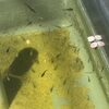 長生村野生メダカF２６産卵開始