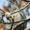 Indian Grey Hornbill インドコサイチョウ(インドの鳥その1)