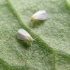 【脱力系農業】番外編　我が家の三大害虫図鑑〜農薬を使わずに害虫と向き合う　
