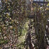 地植えの剪定をしました