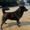 日本犬　日本人としてのプライド。