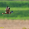 Eastern marsh harrier 