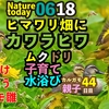 0618【ヒマワリの種カワラヒワ】カルガモ親子雛チェンジ!？不思議。オナガ雛、ムクドリ水浴び【今日撮り野鳥動画まとめ】