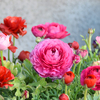 花びらの枚数は…