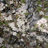 【桜便り】満開(４月１日)