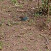 フナシセイキチョウ(Blue-breasted Cordonbleu)など