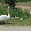 手賀沼の白鳥のベビーたち