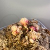 セファロタス成長記録=2026/8月6日 #食虫植物 #セファロタス #icos #著作権無料 #BGM