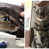 猫、復調