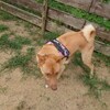 老犬ホームあん｜お泊りワンコ・ソラ＾＾