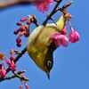 今日も 河津桜とメジロを撮りに