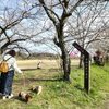 桜＆温泉_西方